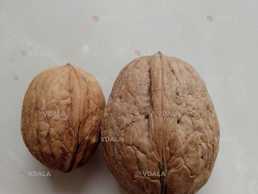 Щеплені саджанці та черенки для щепленя горіха Велетень. - VDALA.PRO