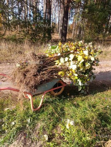 Саджанці малини ремонтантної - VDALA.PRO