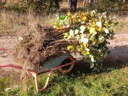 Саджанці малини ремонтантної - VDALA.PRO