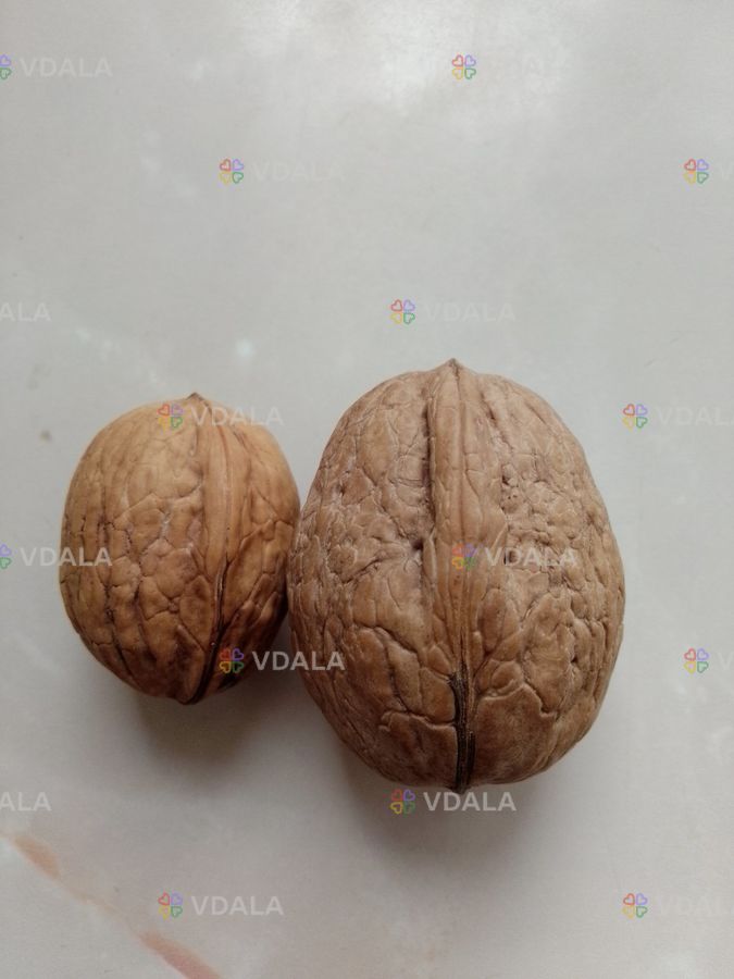 Щеплені саджанці та черенки для щепленя горіха Велетень. Щеплені саджанці та черенки для щепленя горіха Велетень. - VDALA.PRO