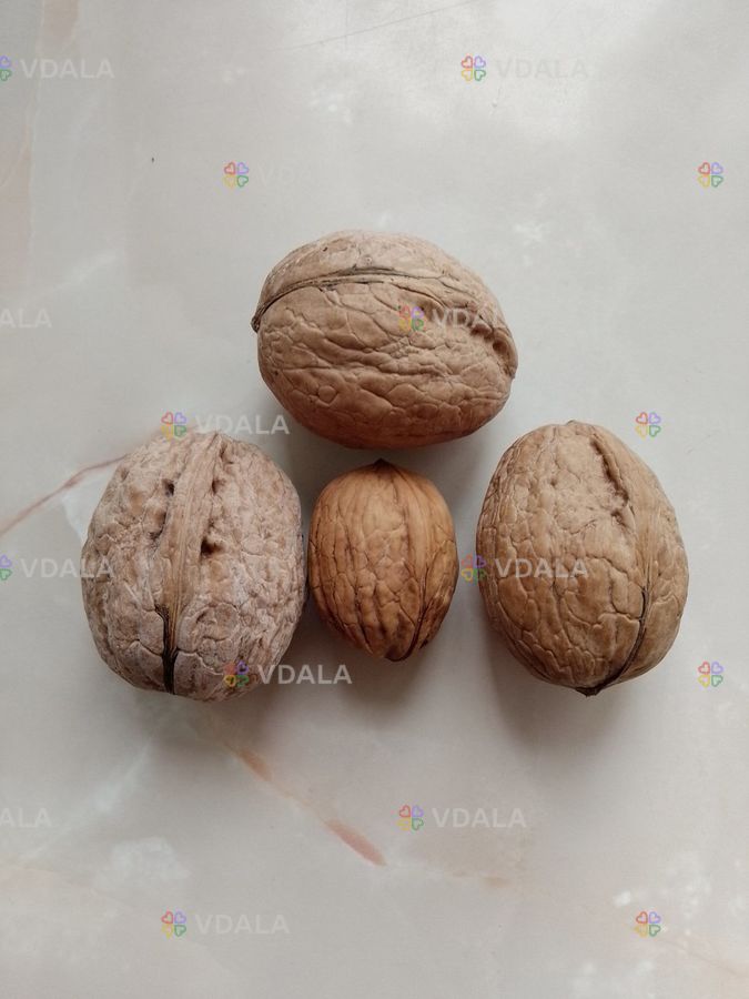 Волоський горіх сорту Гігант,саджанці та живці Волоський горіх сорту Гігант,саджанці та живці - VDALA.PRO