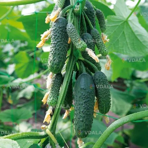 Насіння огірка KS 90 (Ніборі) F1 10 шт - VDALA.PRO