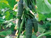 Насіння огірка KS 90 (Ніборі) F1 10 шт - VDALA.PRO - 1