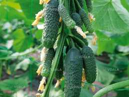 Насіння огірка KS 90 (Ніборі) F1 10 шт - VDALA.PRO