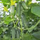 Насіння огірка Євро Пік F1 - VDALA.PRO - 2