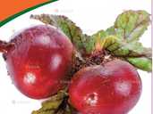 Буряк столовий Єгипетський плоский (Фасовка: 3 г) - VDALA.PRO - 1