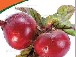 Буряк столовий Єгипетський плоский (Фасовка: 3 г) - VDALA.PRO