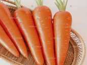 Морква Абако F1 - VDALA.PRO - 1