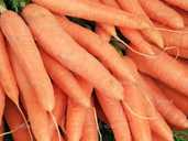 Морква Вітамінна - VDALA.PRO - 1