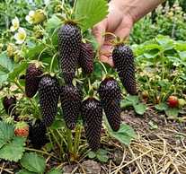 Розсада полуниці сорту Блек Джек - VDALA.PRO