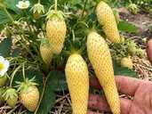 Розсада полуниці сорту Голд Фінгер - VDALA.PRO - 1