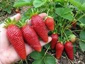 Саджанці полуниці Амалія - VDALA.PRO - 1