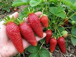 Саджанці полуниці Амалія - VDALA.PRO