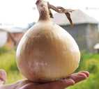 Цибуля Ексібішен - VDALA.PRO - 1