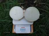 Цибуля Ексібішен - VDALA.PRO - 2