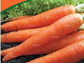 Морква Дитяча 2г - VDALA.PRO - 1