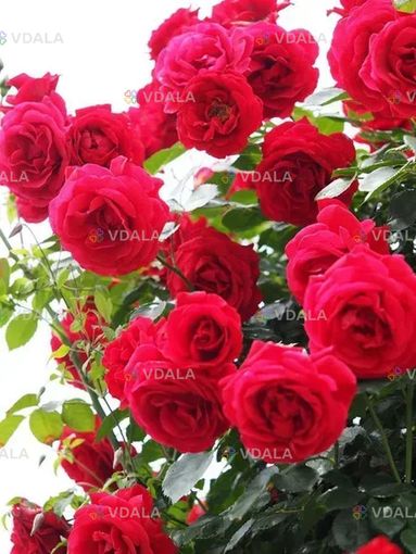 Плетиста троянда Симпатія - VDALA.PRO