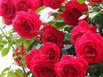 Плетиста троянда Симпатія - VDALA.PRO