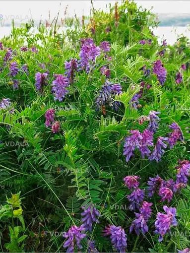 Віка 500г - VDALA.PRO