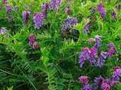 Віка 500г - VDALA.PRO - 1