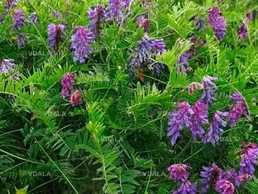 Віка 500г - VDALA.PRO