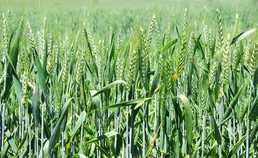 Жито - VDALA.PRO