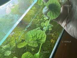 рослини в акваріум гідрокотила рослини в акваріум гідрокотила - VDALA.PRO