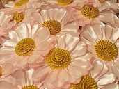 Рожеві ромашки - VDALA.PRO - 1