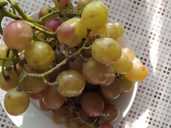 Саджанці винограду - VDALA.PRO - 1