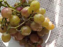 Саджанці винограду - VDALA.PRO