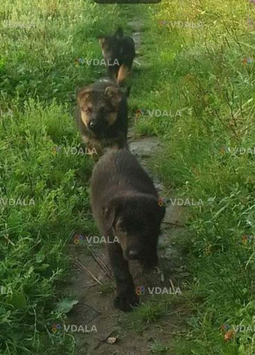 Продам цуценята німецької вівчарки - VDALA.PRO