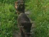 Продам цуценята німецької вівчарки - VDALA.PRO - 1