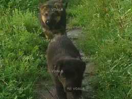 Продам цуценята німецької вівчарки - VDALA.PRO