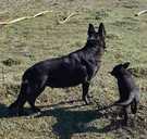 Продам цуценята німецької вівчарки - VDALA.PRO - 4