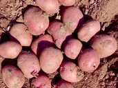 продаж насінева картоплі - VDALA.PRO - 1