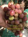 Саджанці винограду. Розпродаж. - VDALA.PRO - 3