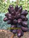 Саджанці винограду. Розпродаж. - VDALA.PRO - 4