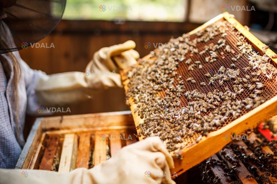Продам мед з власної пасіки Продам мед з власної пасіки - VDALA.PRO