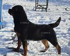 Ротвейлер - VDALA.PRO