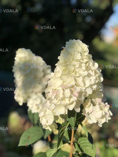Гортензія для букетів — зрізані суцвіття, Харків - VDALA.PRO
