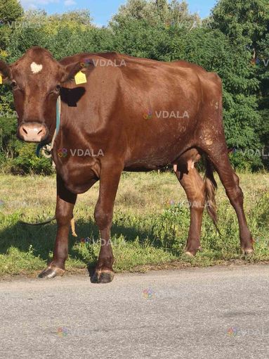 продам корову - VDALA.PRO