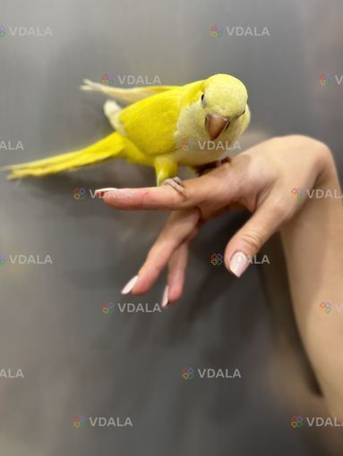 Папуги монахи. Каліта - монах або Квакер - VDALA.PRO