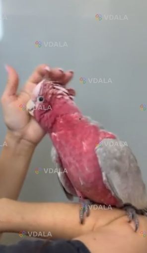 Рожевий какаду - птах вашої мрії Рожевий какаду - птах вашої мрії - VDALA.PRO