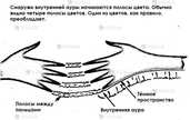 Раскройте скрытые вибрации с аура-очками Aura Glasses - VDALA.PRO - 7