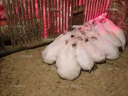 Поросята Ландрас, Дюрьок, Петрен, Ф1 - VDALA.PRO