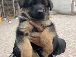 Шикарні песики док ксу Шикарні песики док ксу - VDALA.PRO