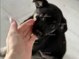 Цуценя (дівчинка) безкоштовно - VDALA.PRO