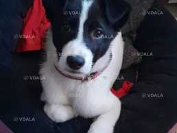Цуценя Луна шукає родину! - VDALA.PRO