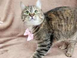 Маруська (2-2.5 роки) шукає відповідальну родину - VDALA.PRO