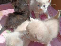 Отдам котят, 1.5 месяца - VDALA.PRO